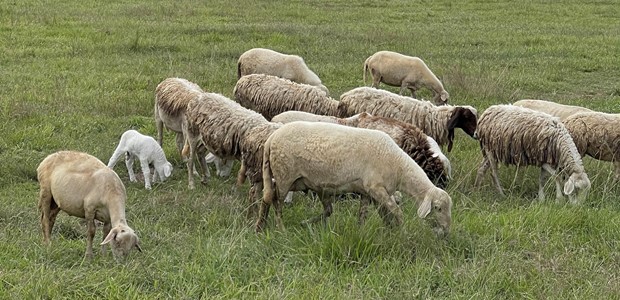 Tέσσερις νέες εστίες πανώλης